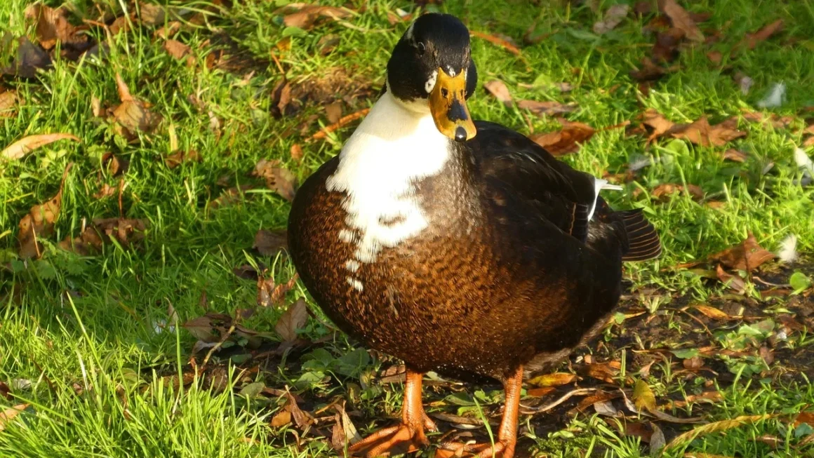 Confrontos das Oitavas da Champions League: Datas e Horários Oficiais Revelados