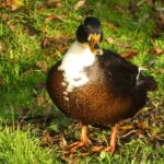 Confrontos das Oitavas da Champions League: Datas e Horários Oficiais Revelados