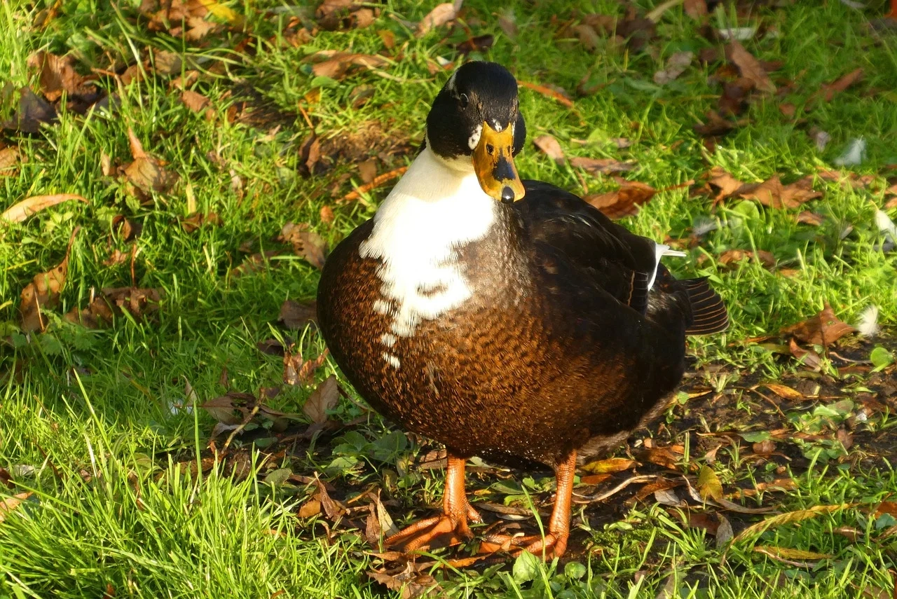 Confrontos das Oitavas da Champions League: Datas e Horários Oficiais Revelados